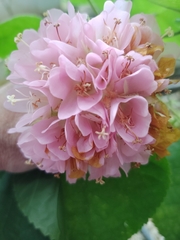 Dombeya × cayeuxii