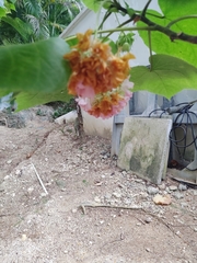 Dombeya × cayeuxii