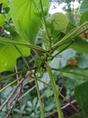 Dombeya × cayeuxii
