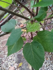 Dombeya × cayeuxii