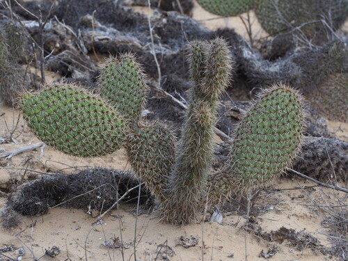 Opuntia pycnantha, photograph 1