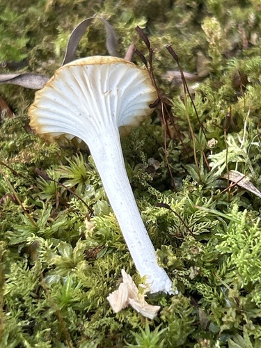 Cuphophyllus russocoriaceus