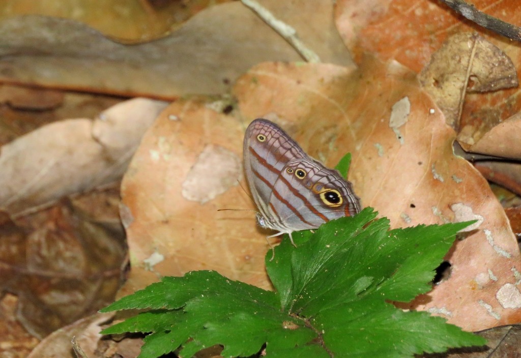 Magneuptychia analis
