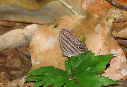 Magneuptychia analis