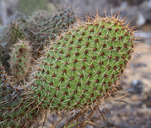 Opuntia pycnantha, photograph 2