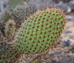 Opuntia pycnantha, photograph (c) Rosario Douglas, some rights reserved (CC BY)