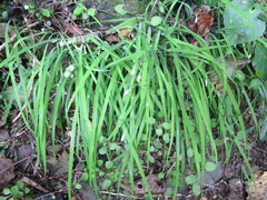 Arthropodium candidum
