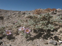 Tiquilia atacamensis