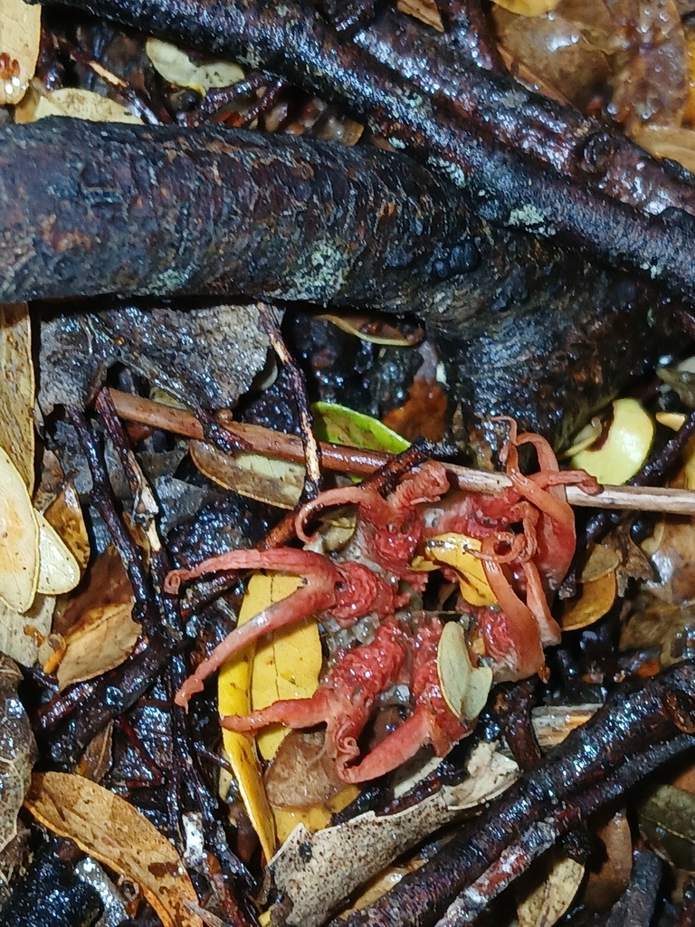 Aseroe rubra · November 2025 · photo: © naturewatchwidow (iNaturalist, cc-by)