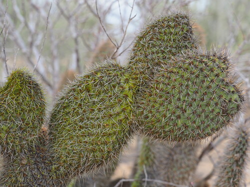 Opuntia pycnantha