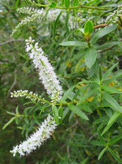 Veronica strictissima