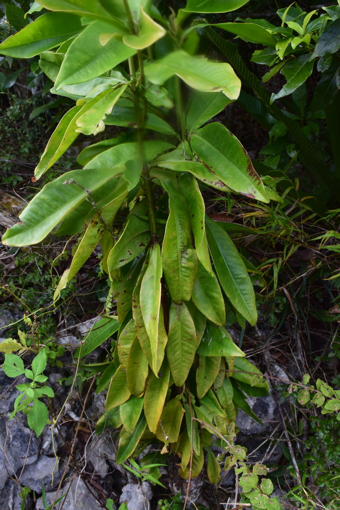 Wallenia ekmanii