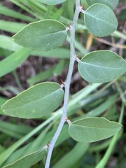 Capparis sepiaria