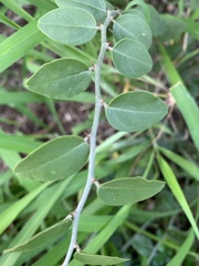 Capparis sepiaria