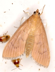 Protonoceras mitis