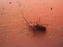 Chydarteres striatus