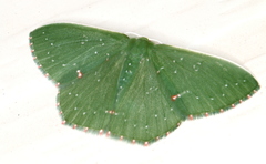 Prasinocyma iosticta