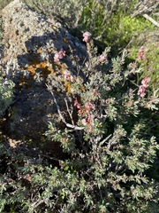 Eriogonum wrightii dentatum