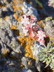 Eriogonum wrightii dentatum