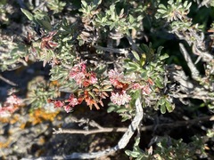 Eriogonum wrightii dentatum