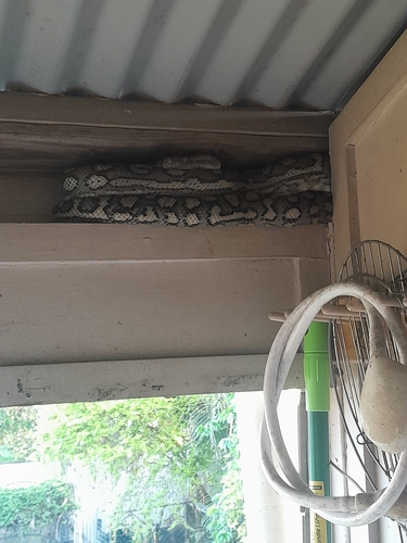 Coastal Carpet Python sighting