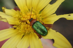 Haplocarpha lyrata