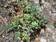 Pelargonium gibbosum