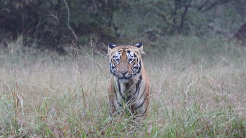 Bengal Tiger