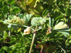 Pelargonium gibbosum