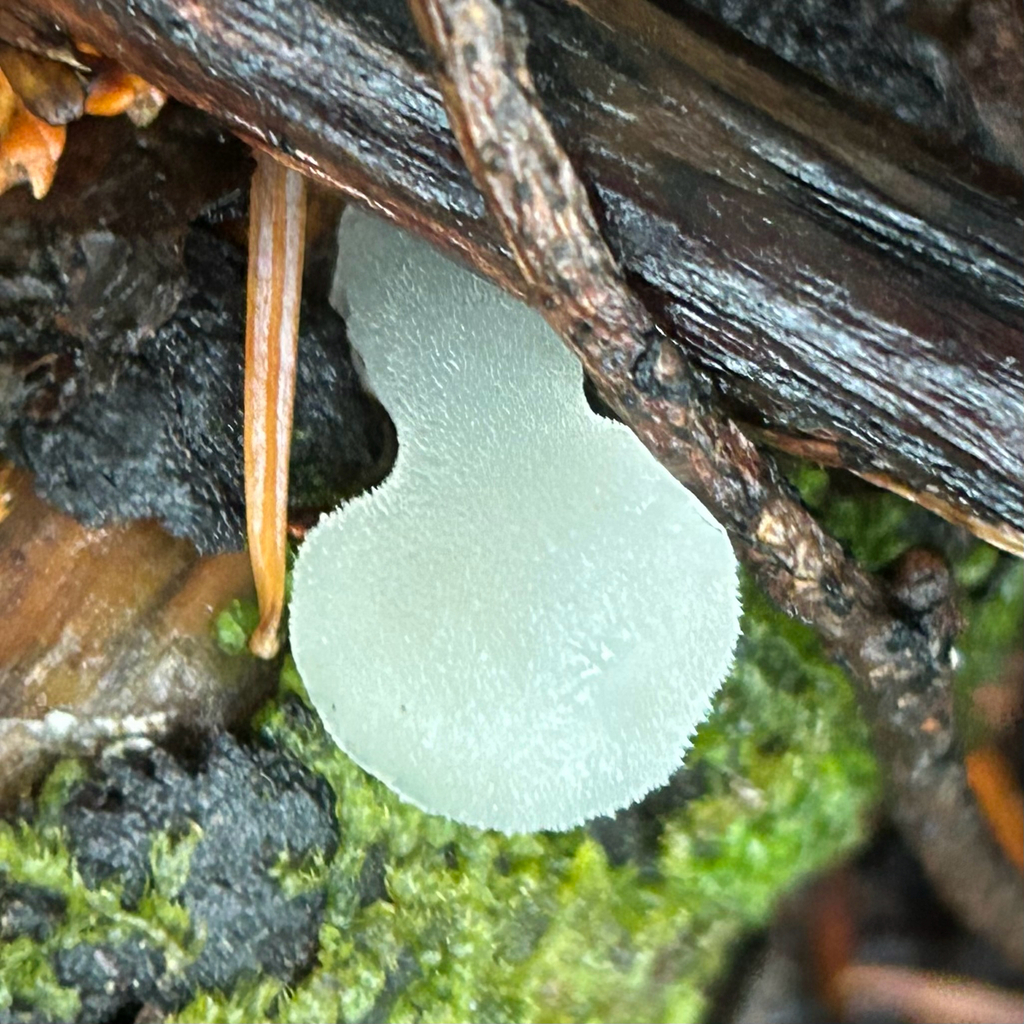Pseudohydnum gelatinosum · November 2025 · photo: © egordon88 (iNaturalist, cc0)