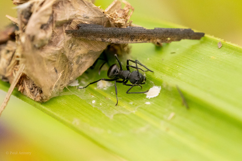 Polyrhachis hauxwelliPolyrhachis hauxwelli