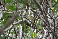 Vireo crassirostris