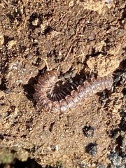 Macrosternodesmidae