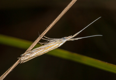 Coleophora lixella