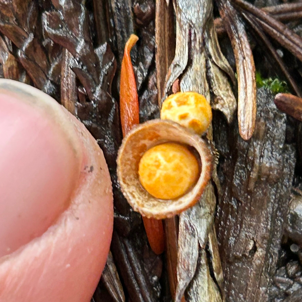 Crucibulum laeve · November 2025 · photo: © egordon88 (iNaturalist, cc0)