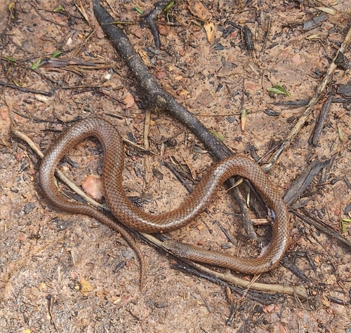 White-lipped Snake sighting