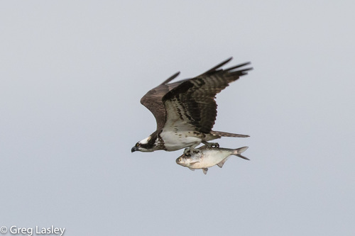 Balbuzard pêcheur