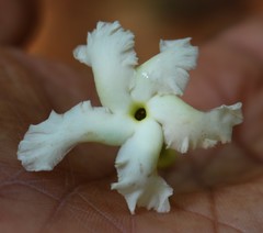 Tabernaemontana alternifolia