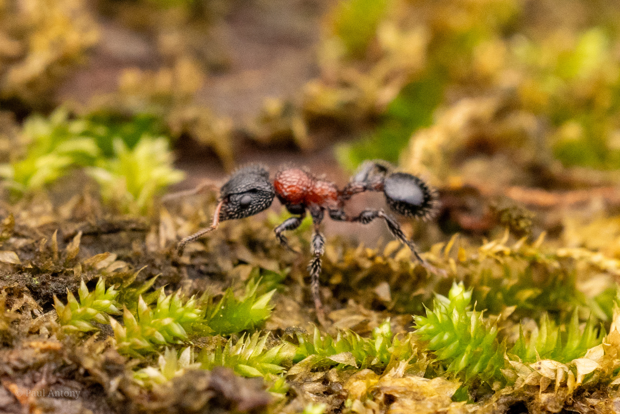 Dilobocondyla gasteroreticulata