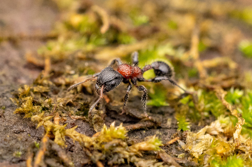 Dilobocondyla gasteroreticulataDilobocondyla gasteroreticulata