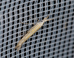 Coleophora lixella