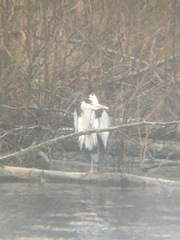 Ardea cinerea