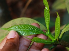 Tabernaemontana alternifolia