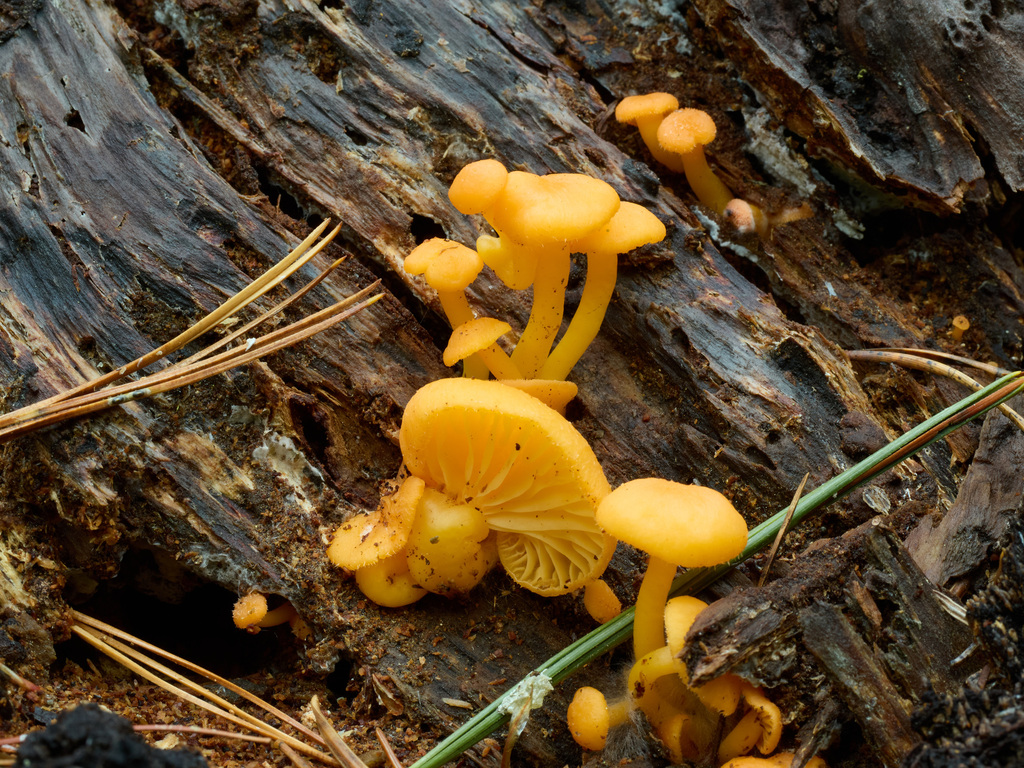 Chrysomphalina aurantiaca · November 2025 · photo: © thehyphaemovement (iNaturalist, cc-by-nc)