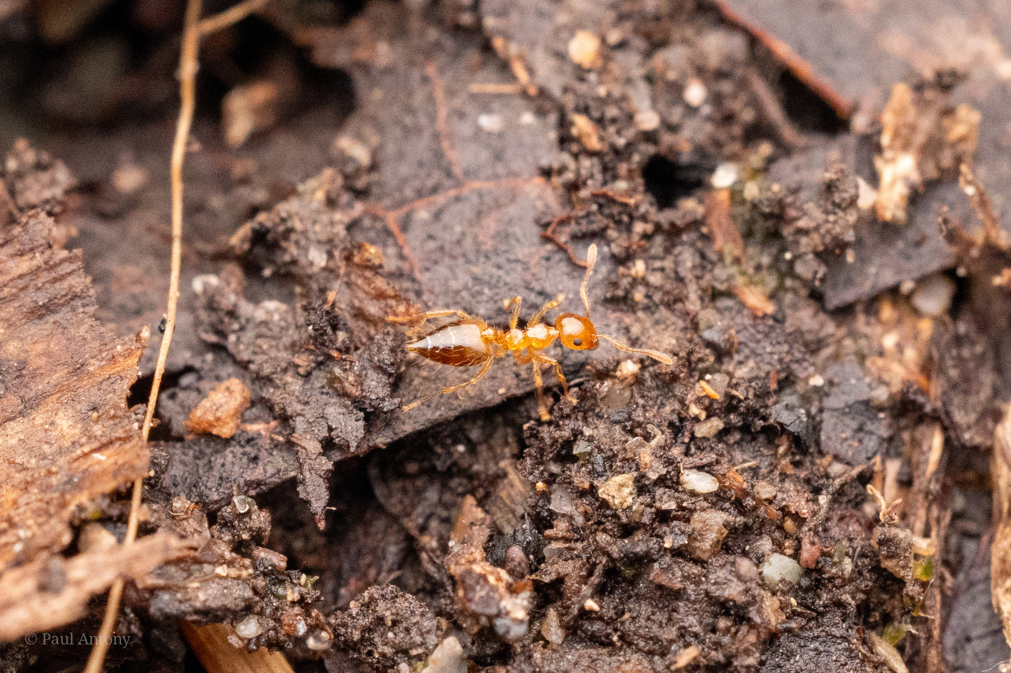 Crematogaster binghamii