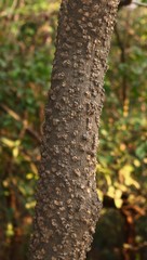 Tabernaemontana alternifolia