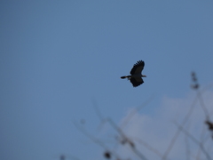 Polyboroides radiatus