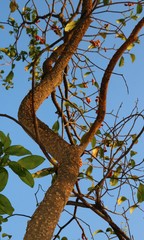 Tabernaemontana alternifolia