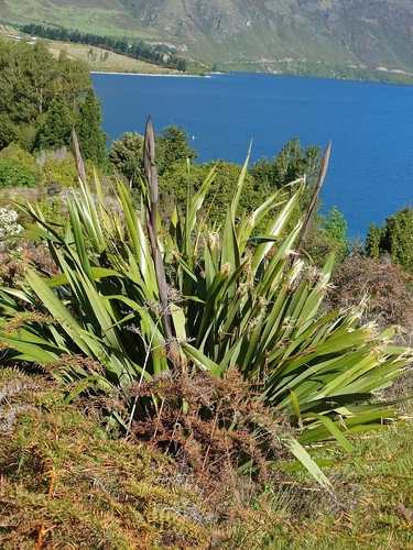 Phormium tenax