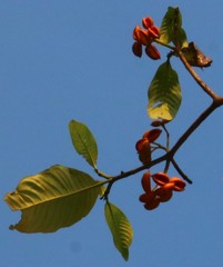 Tabernaemontana alternifolia